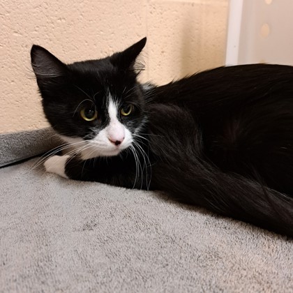 "Razzy"-Adoption Hold