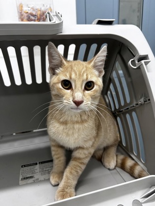 "Macaroni" - Adoption Hold!