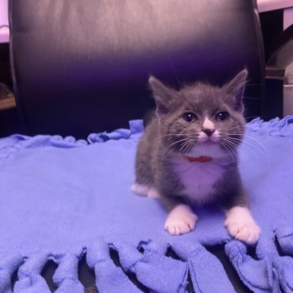 Raspberry