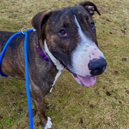 Baja - Volunteer Pick & Benchwarmer!