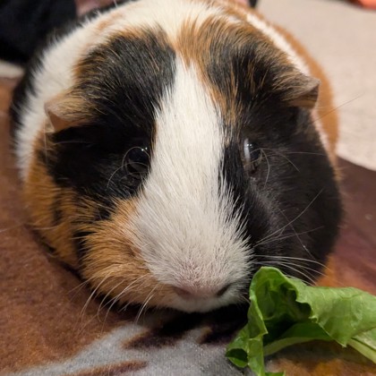 Beetle - Required Pair!