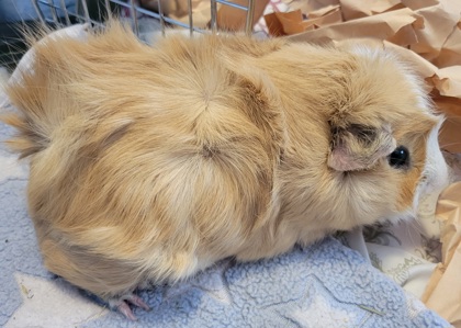 Smokie - Required Couple