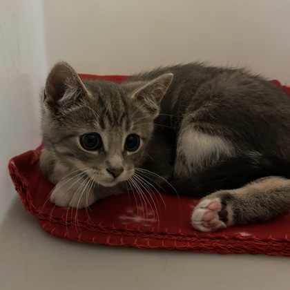 "Sailor" - Adoption Hold!