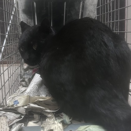 "Sault" - Redemption Hold!