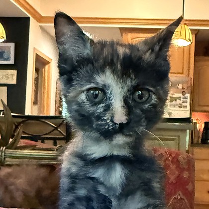 Lulu