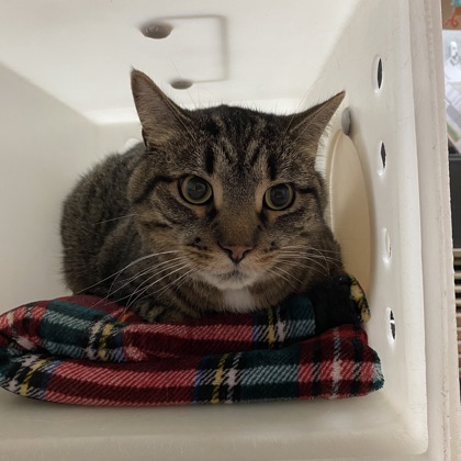 "Paul R. Tregurtha" - Adoption Hold!