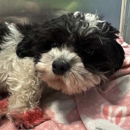 Pebbles- Adoption Hold