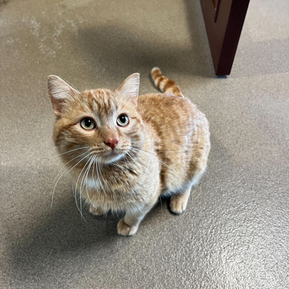 Rotisserie Chicken-Video!