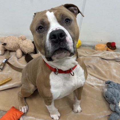 Bagel - Benchwarmer!