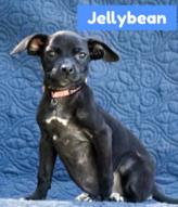 Jelly Bean