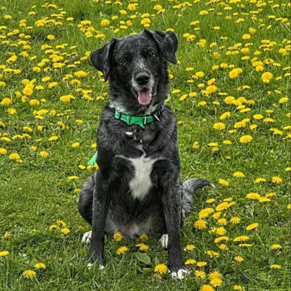 Ellee