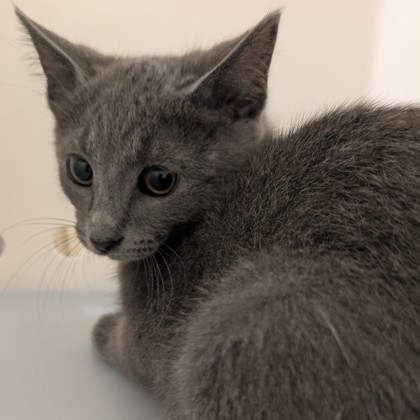 Rhea - Working Cat!