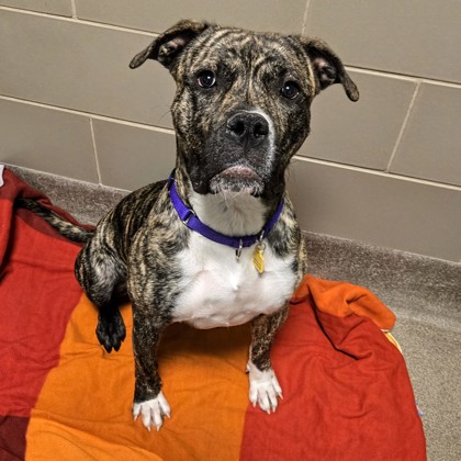 Bodacious - Benchwarmer!