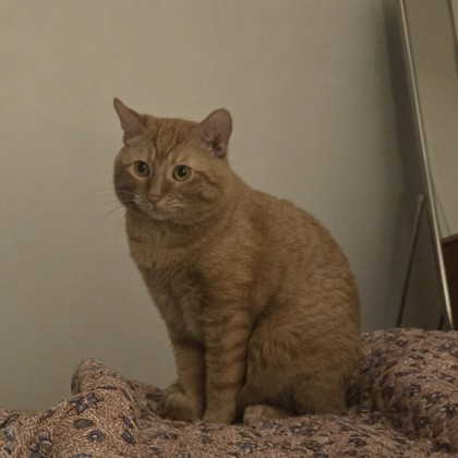 Simba Semaje