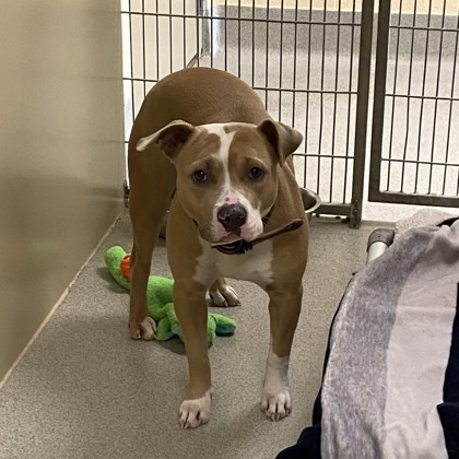 "Nani" - Adoption Hold