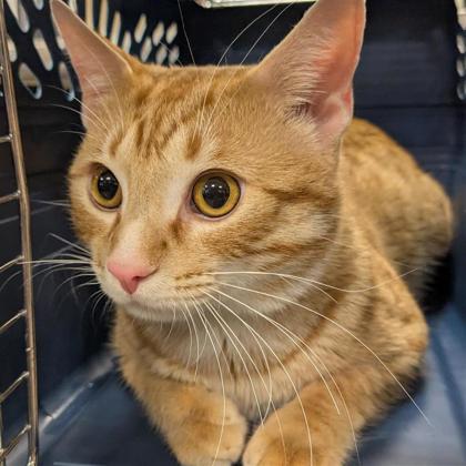 Ferdinand Prometheus Zork