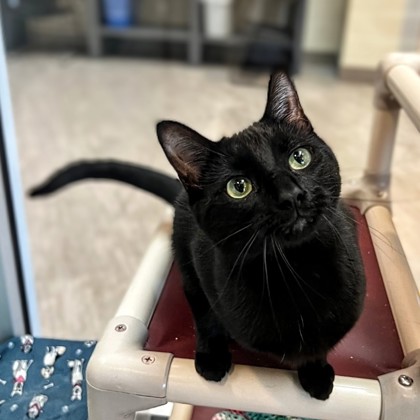 Simone