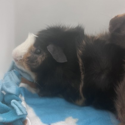 Kosher - Bonded Pair with Tweak!