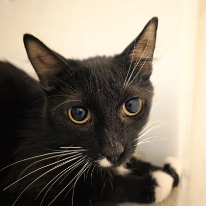 Mittens