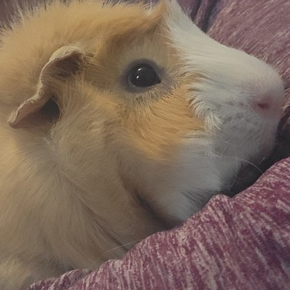 Smokie - Required Couple