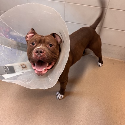 Bumpy - Benchwarmer!