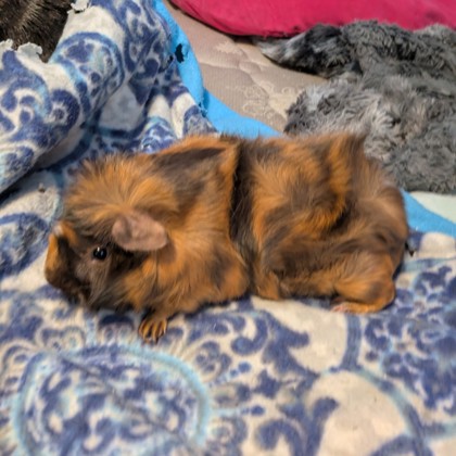 Tweak - Required Pair!