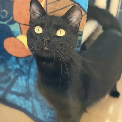Waldorf
