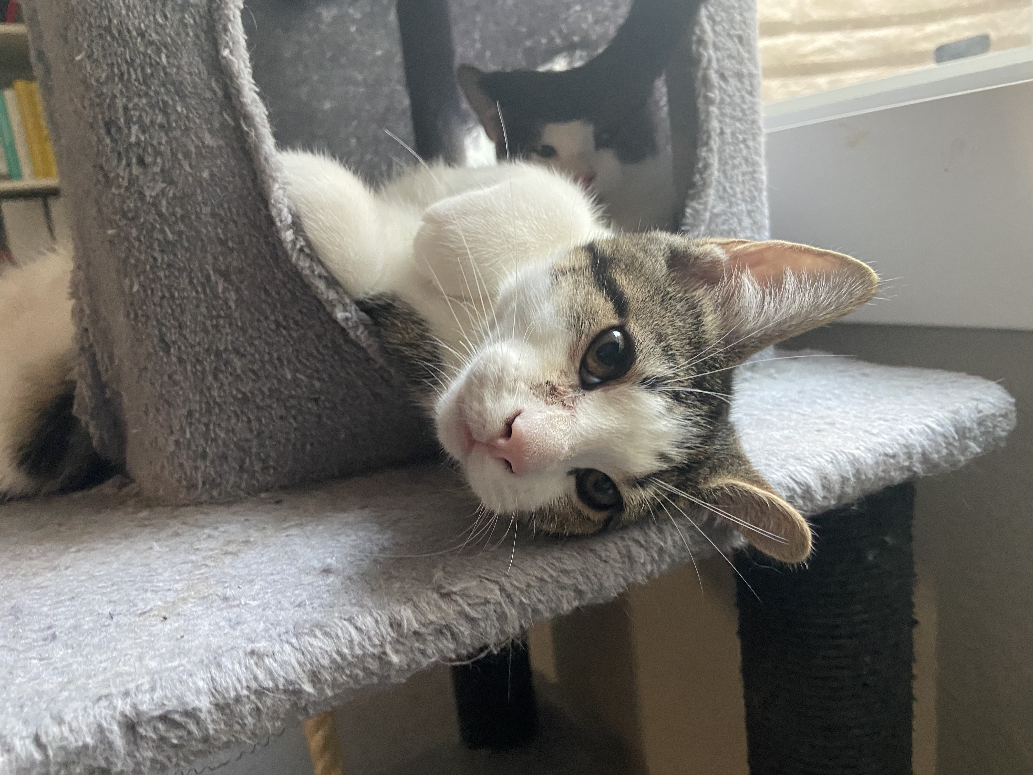 Chow Mein FFA Wisconsin Humane Society