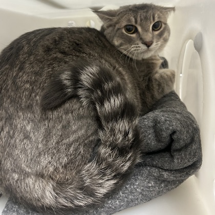 Ruru