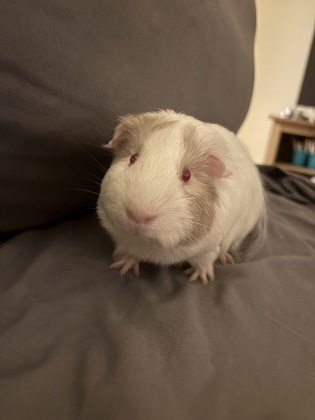 Nilla