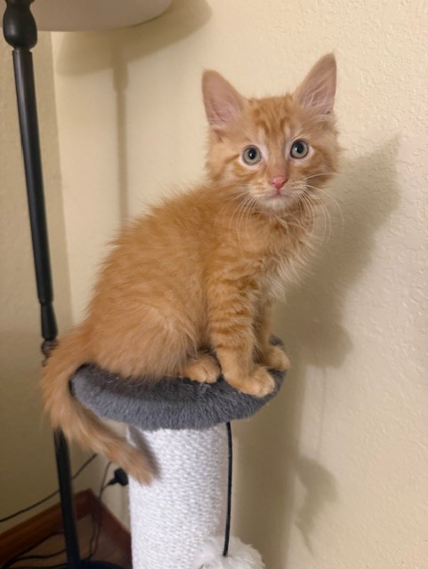 Mozzarella Stick