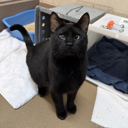 Muzan - Required Pair!