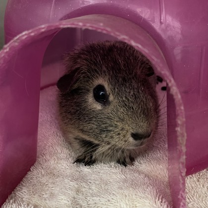 Kiwi - Required Pair!