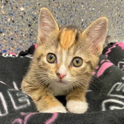 Rosie