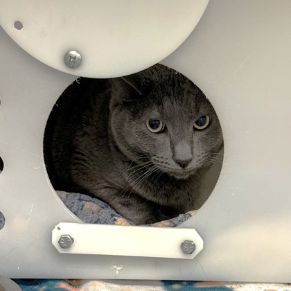 Rocket - Working Cat!