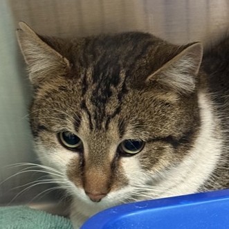 Nee Doh - Working Cat!