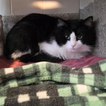 Tux