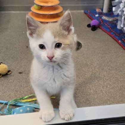 Mr. Meowington