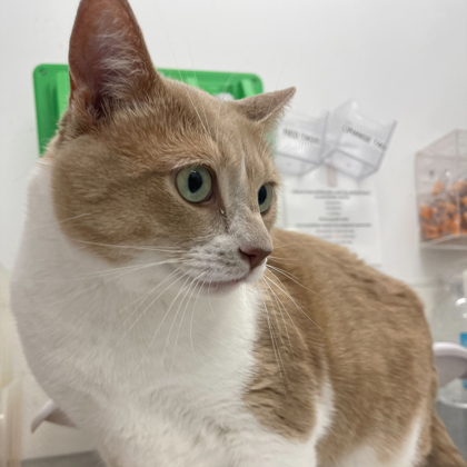 Benji
