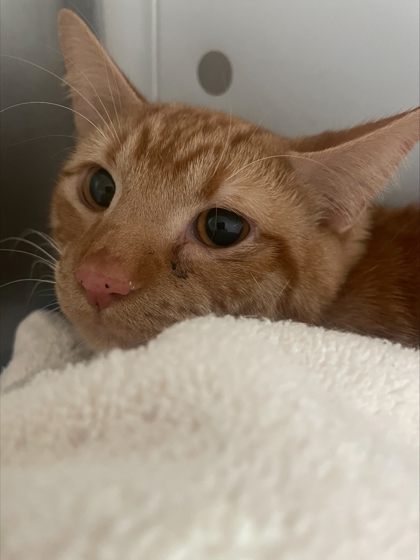 Peanut