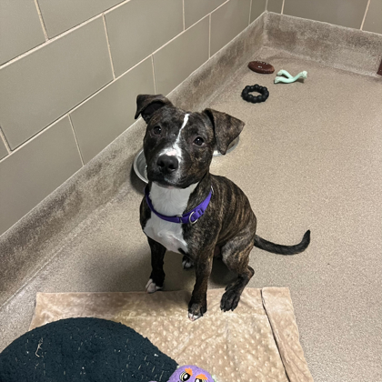 Beans - Staff Pick & Benchwarmer!