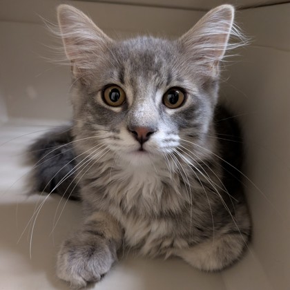 "Taz" - Adoption Hold!