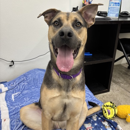 Nitrile - Benchwarmer!