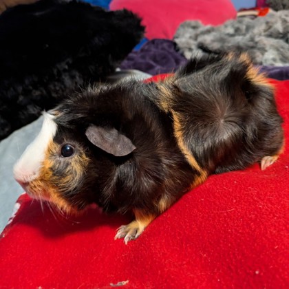 Kosher - Required Pair!