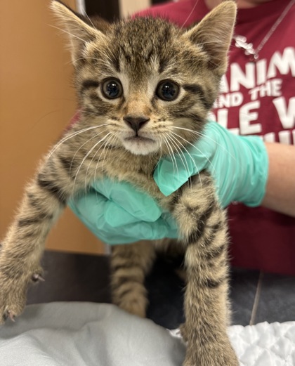 Tony the Tabby