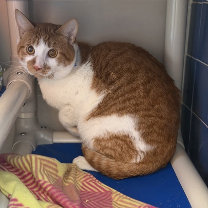 Colby - Required Pair!