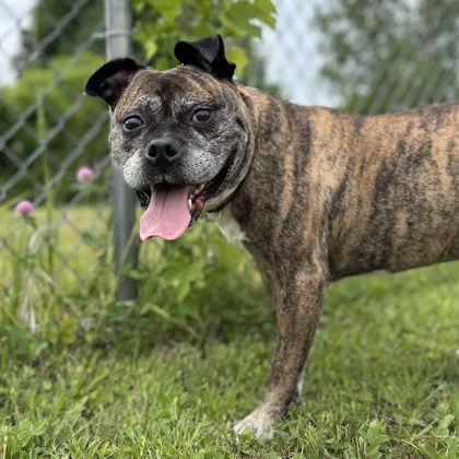 Barnaby - Video, Volunteer Pick & Benchwarmer!