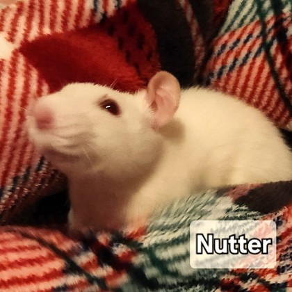 Nutter - Required Trio!