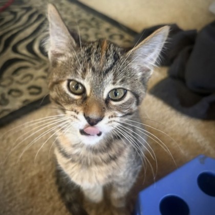 Missy