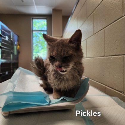Pickles